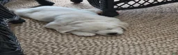Golden Retriever dogs for sale: Golden Retriever 2 - Ad 4