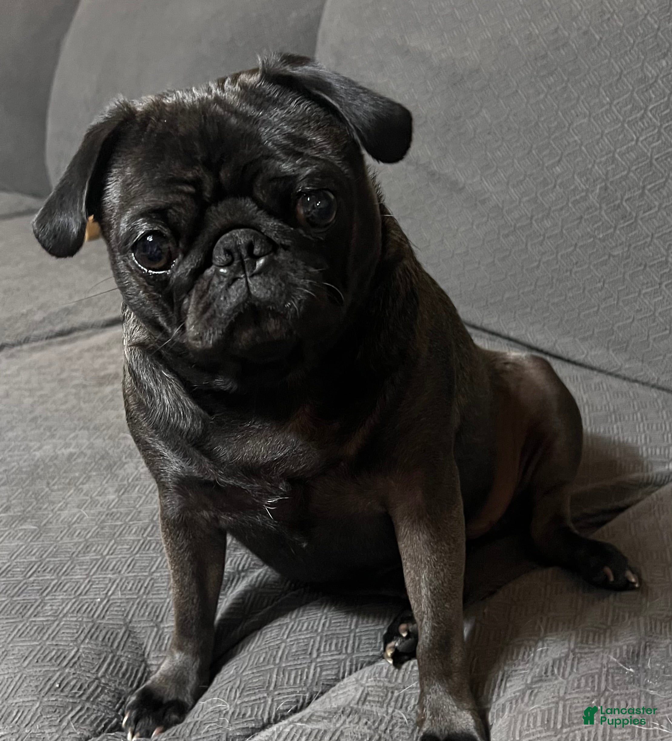 Molly (Pug, Female) in Cleveland, OH