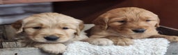 Golden Retriever dogs for sale: London - Ad 5