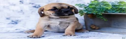 Puggle dogs for sale: Billy - Ad 11
