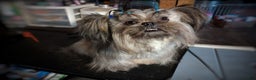 Shih Tzu dogs for sale: Ewok Naturally-reared - Ad 11