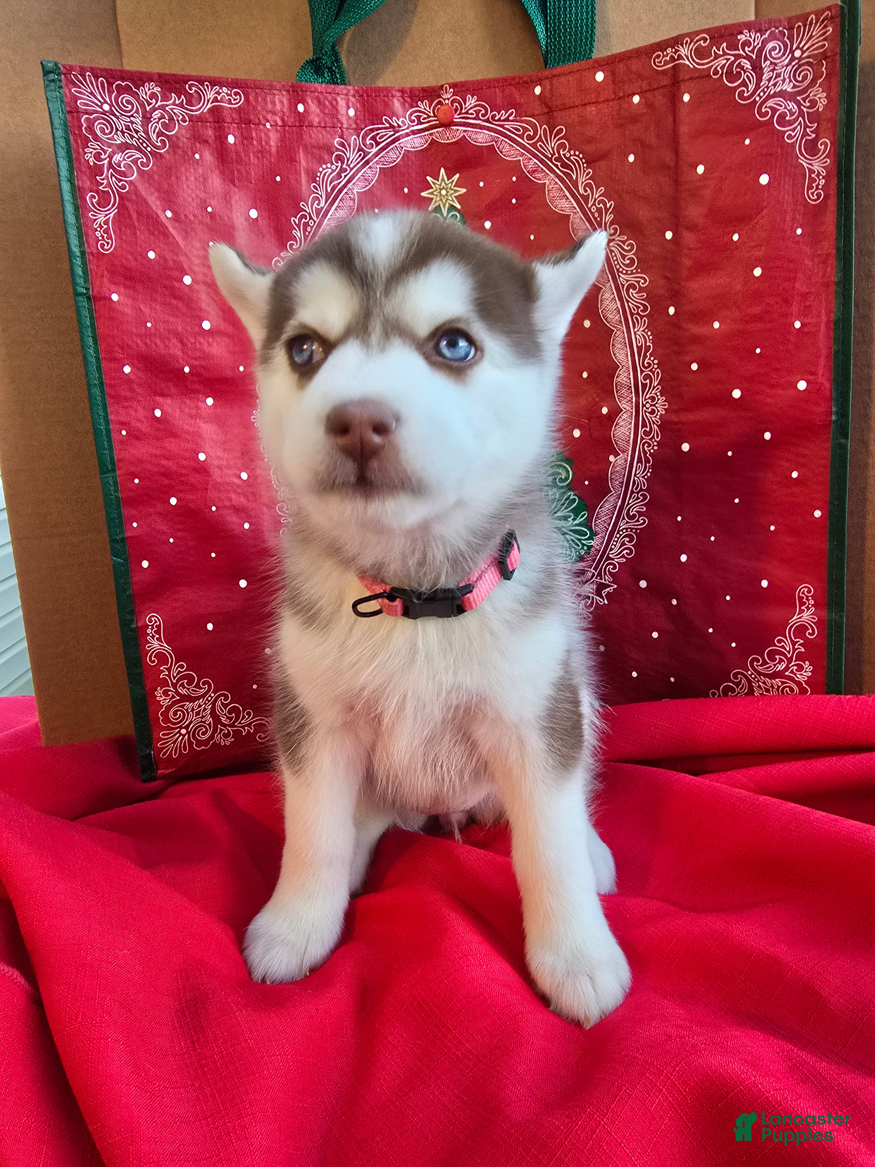 Pomsky dogs Mary  - Ad 9