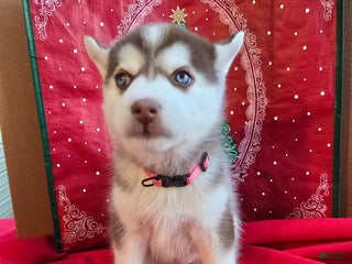 Pomsky dogs Mary - Ad 9