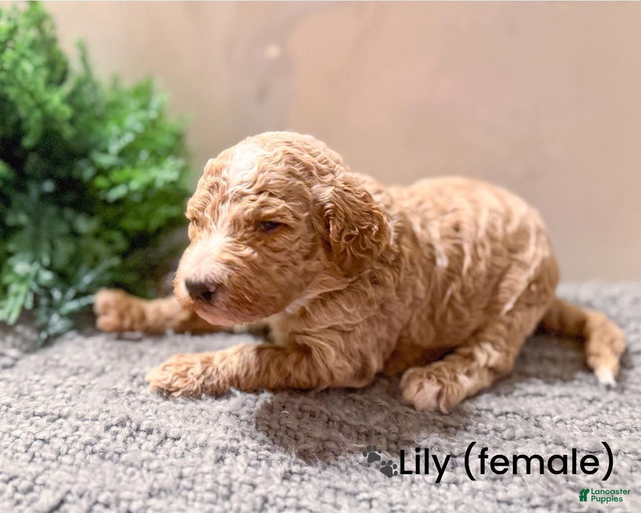 Goldendoodle dogs Goldendoodle Puppy 4 - Ad 42