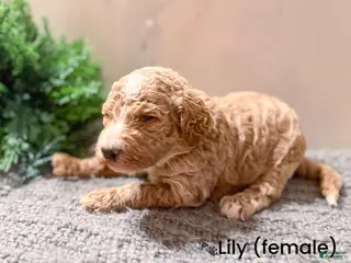 Goldendoodle dogs Goldendoodle Puppy 4 - Ad 42
