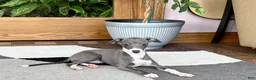 Italian Greyhound dogs for sale: Italian Greyhound 4 blue girl  - Ad 9