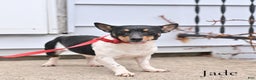 Jack Russell Terrier dogs for sale: Jack Russell Terrier Puppy 1 - Ad 3