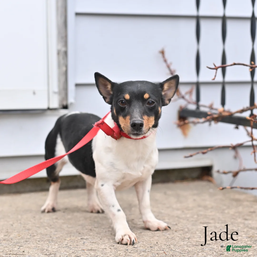 Jack Russell Terrier dogs for sale: Jade - Ad 1