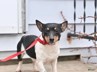 Jack Russell Terrier dogs Jade - Ad 6