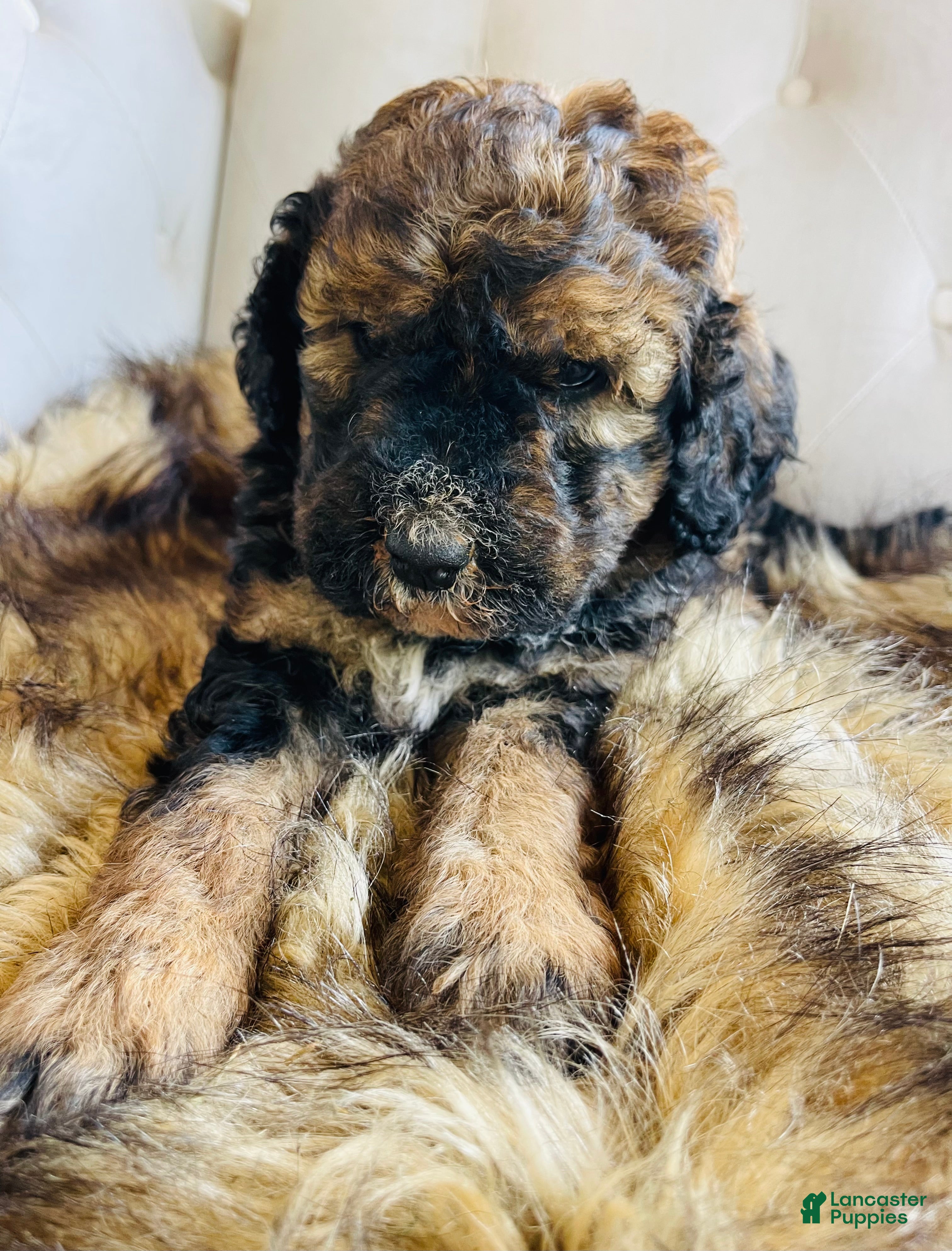 Bernedoodle dogs Lucy  ❤️ red sable phantom tri color - Ad 4