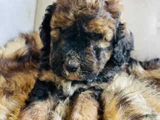 Bernedoodle dogs Lucy ❤️ red sable phantom tri color - Ad 4