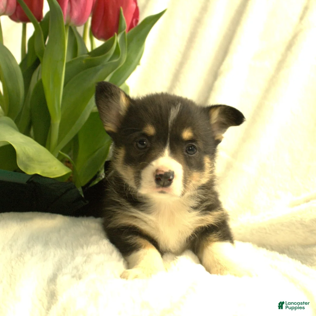 Welsh Corgi Pembroke dogs for sale: Dolly - Ad 3