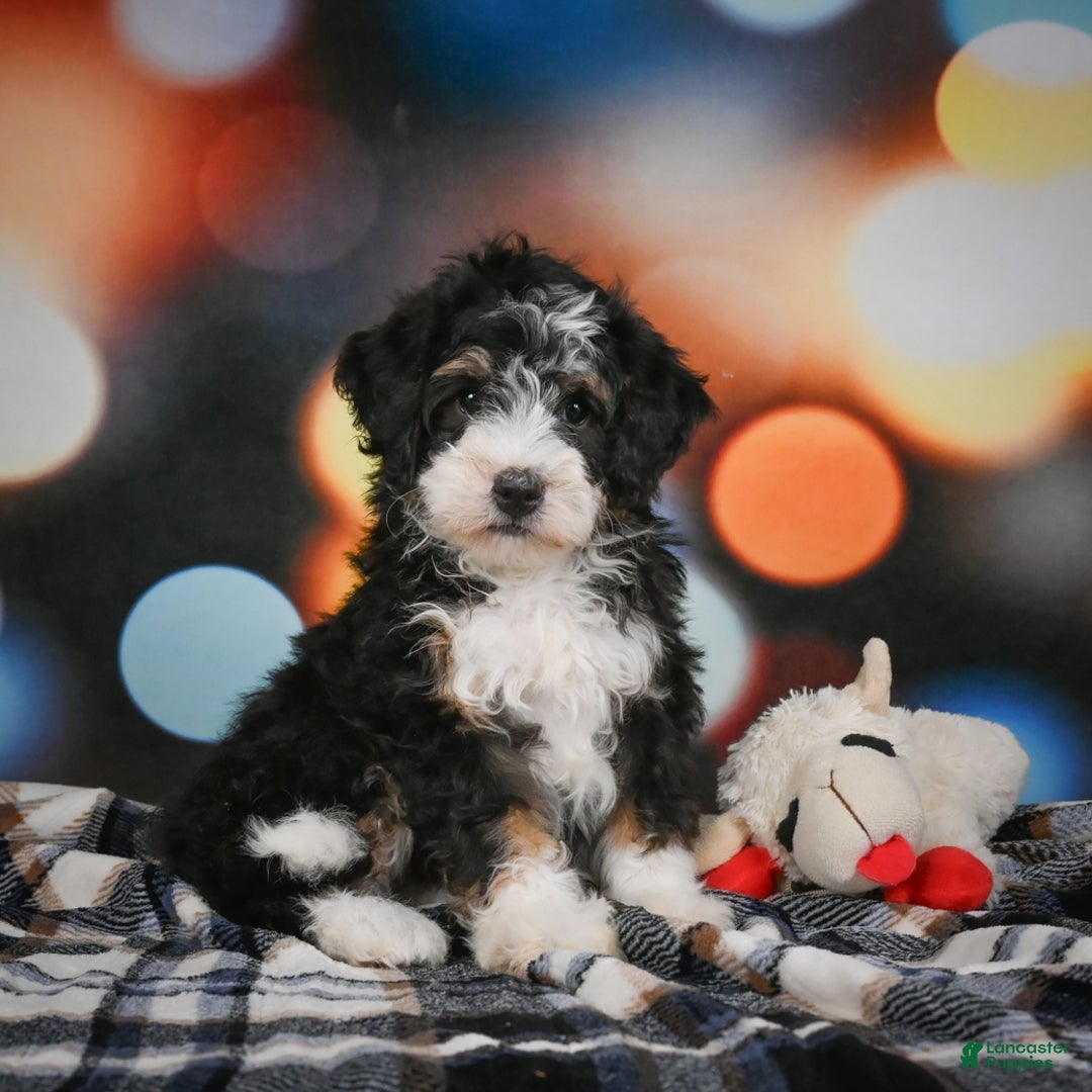 Mini Bernedoodle dogs for sale: Marco - Ad 1