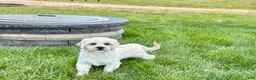 Lhasa Apso dogs for sale: Corey  - Ad 4