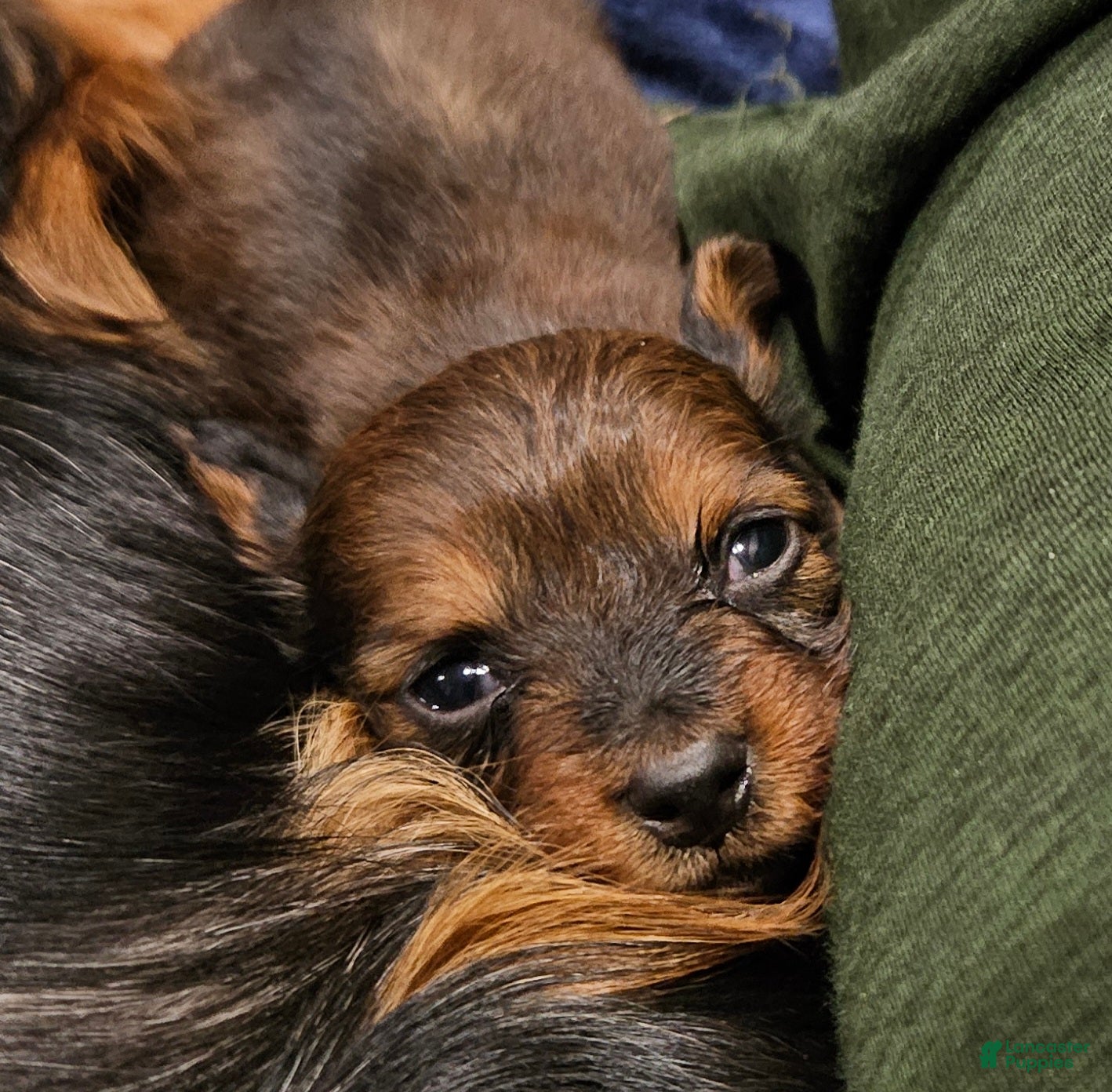 Miniature Dachshund dogs Miniature Dachshund 3 - Ad 1