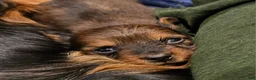 Miniature Dachshund dogs for sale: Miniature Dachshund 3 - Ad 1