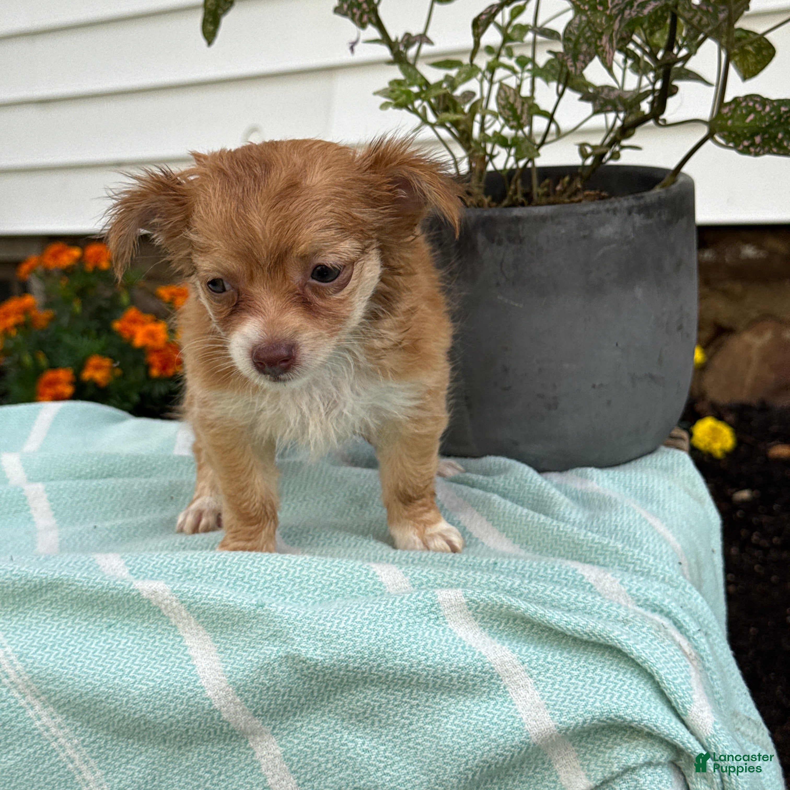 Chihuahua dogs Tillie - Ad 1