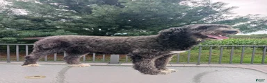 Mama pooch
