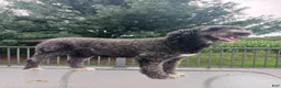 Mixed Breed dogs for sale: Mabel - Ad 14