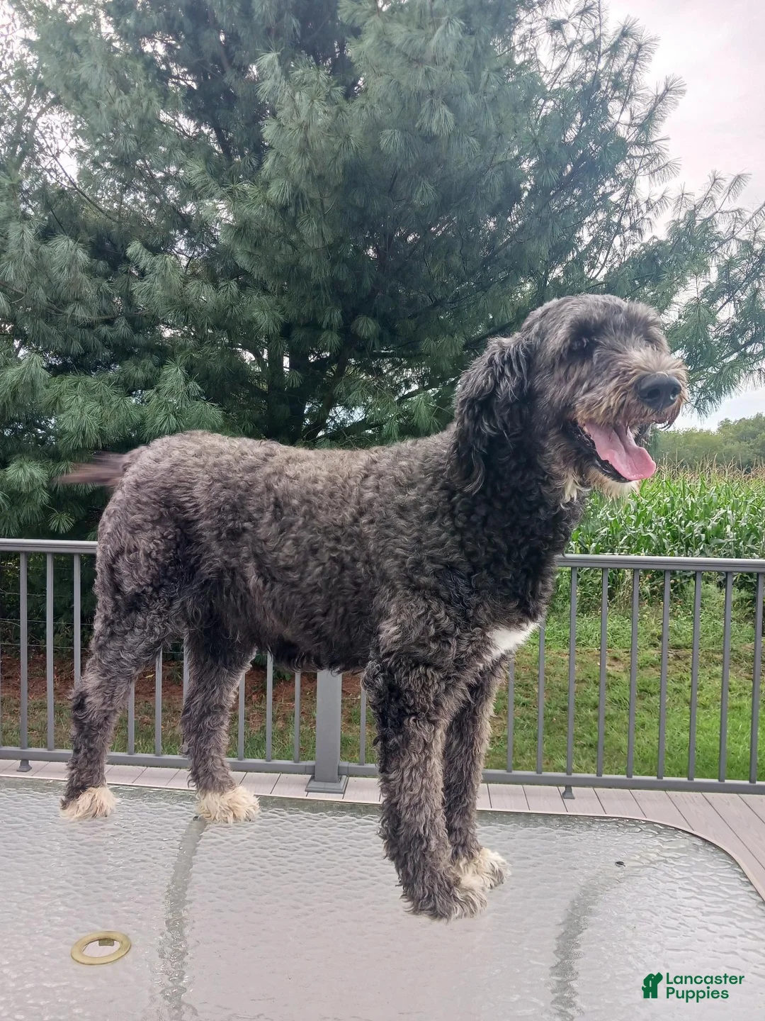 Mixed Breed dogs for sale: Mabel - Ad 14