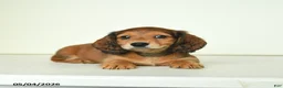 Miniature Dachshund dogs for sale: Dicky - Ad 4