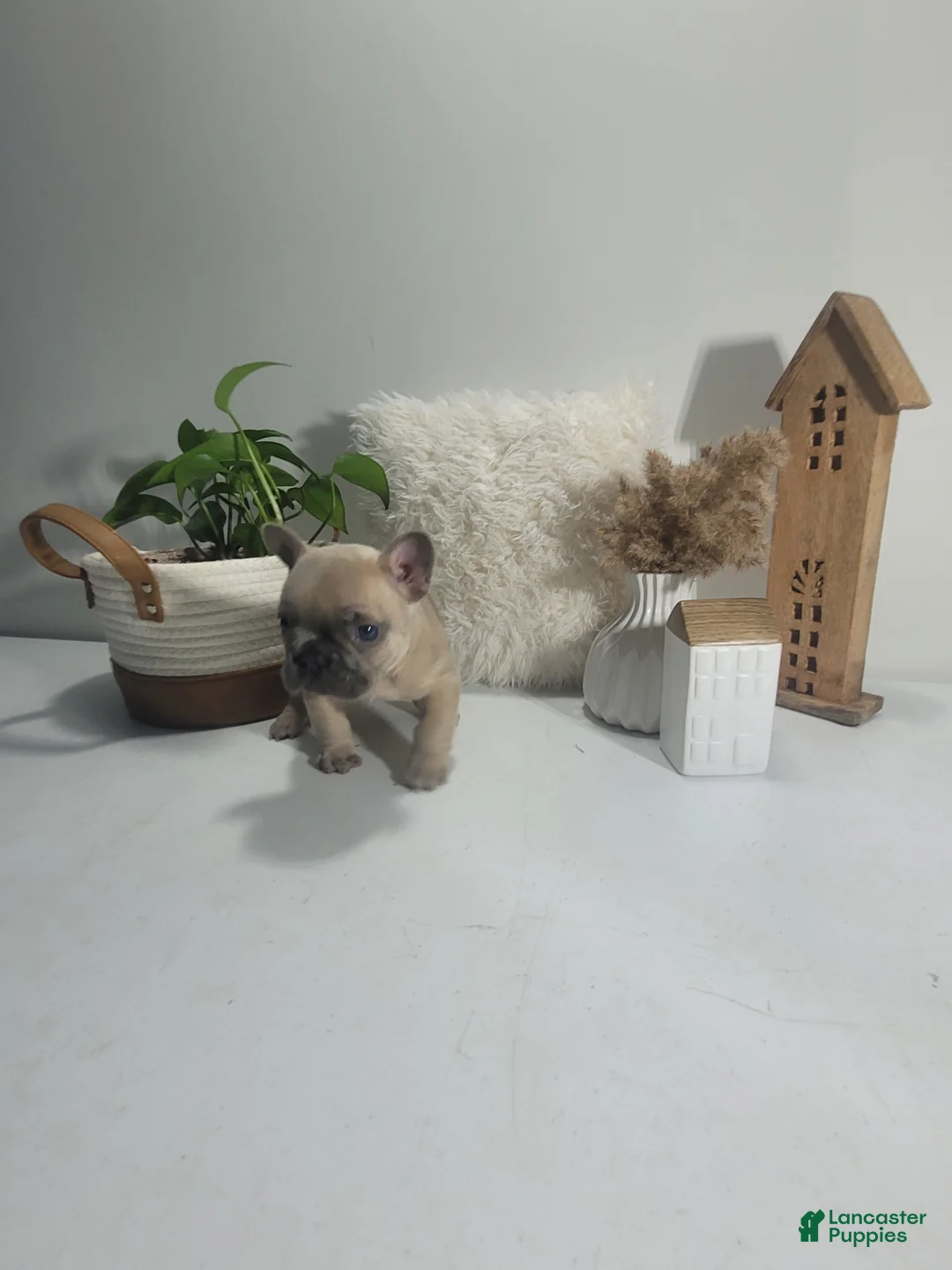 French Bulldog dogs for sale: French Bulldog Puppy 1 - Ad 2