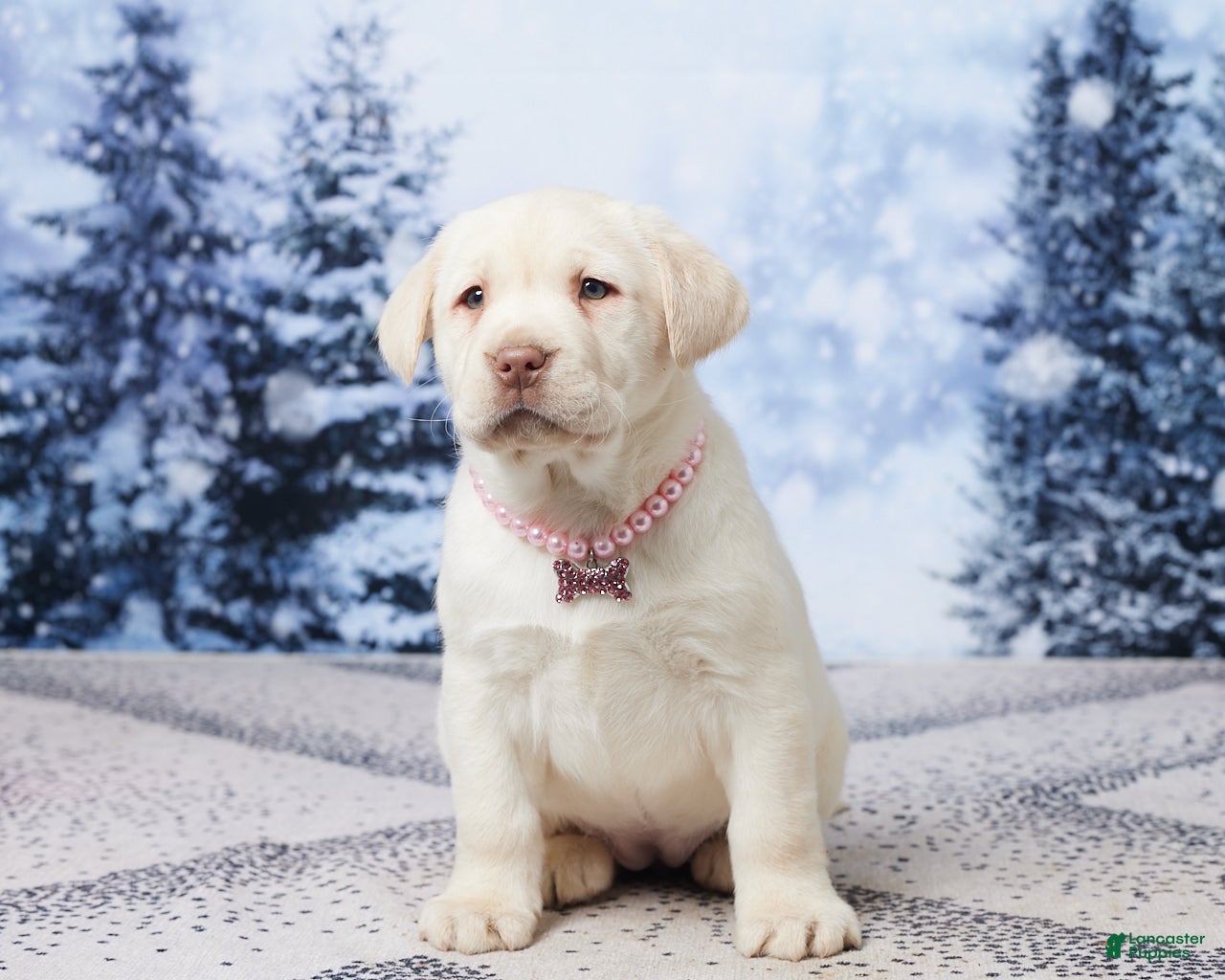 Labrador Retriever dogs for sale: River - Ad 2