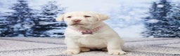 Labrador Retriever dogs for sale: River - Ad 1