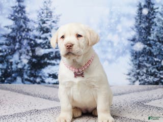 Labrador Retriever dogs for sale: River - Ad 2