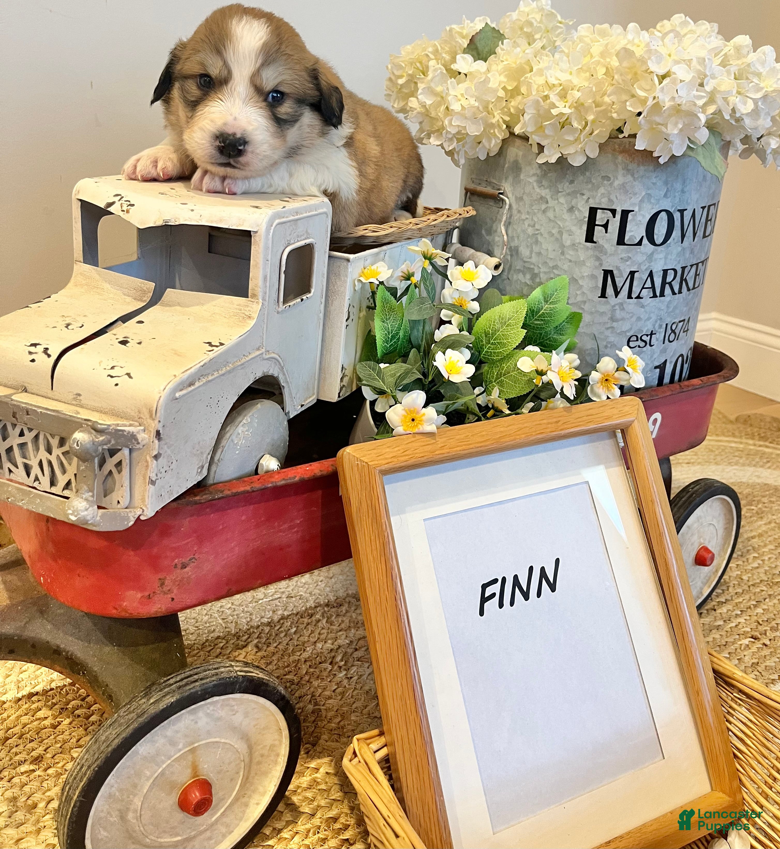 Mixed Breed dogs Finn - Ad 19