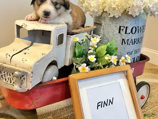 Mixed Breed dogs Finn - Ad 10