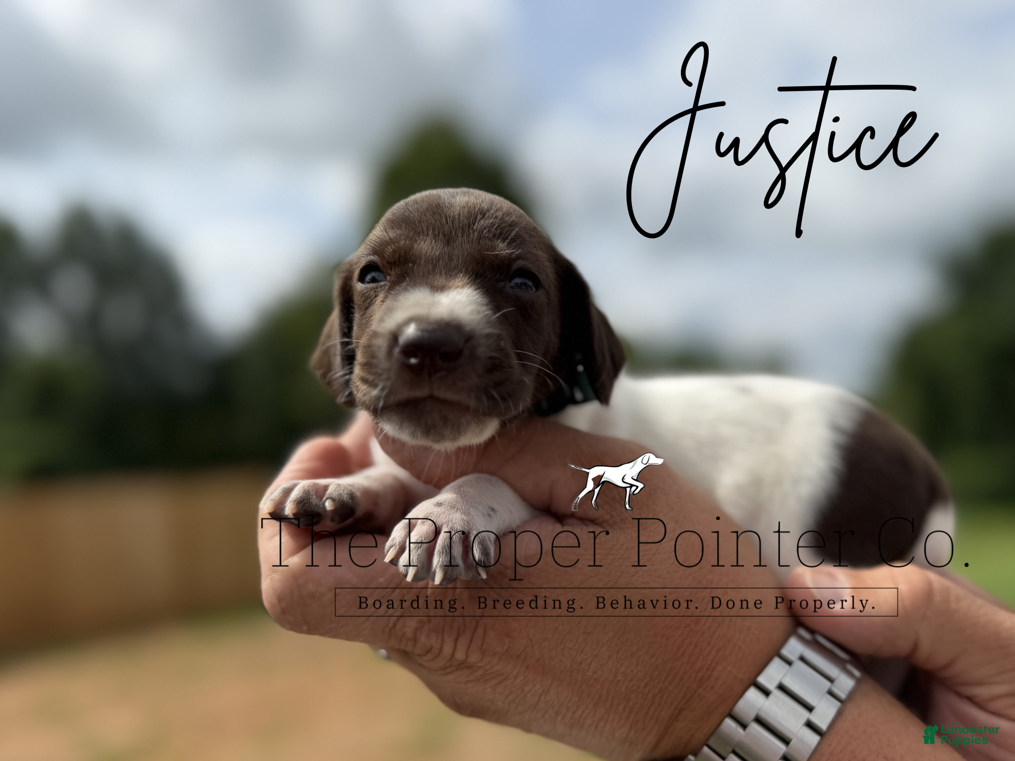 German Shorthaired Pointer dogs Justice  - Ad 1