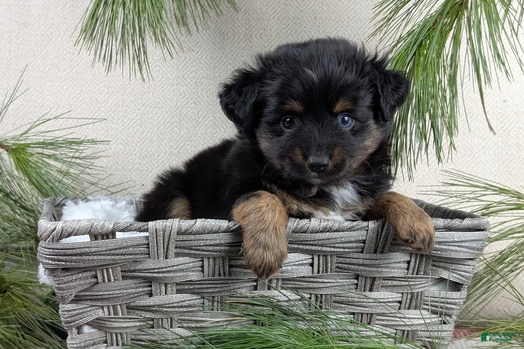 Toy Australian Shepherd dogs for sale: Brittlyn - Ad 24