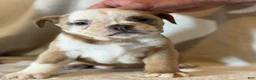 English Bulldog dogs for sale: Spot - Ad 2