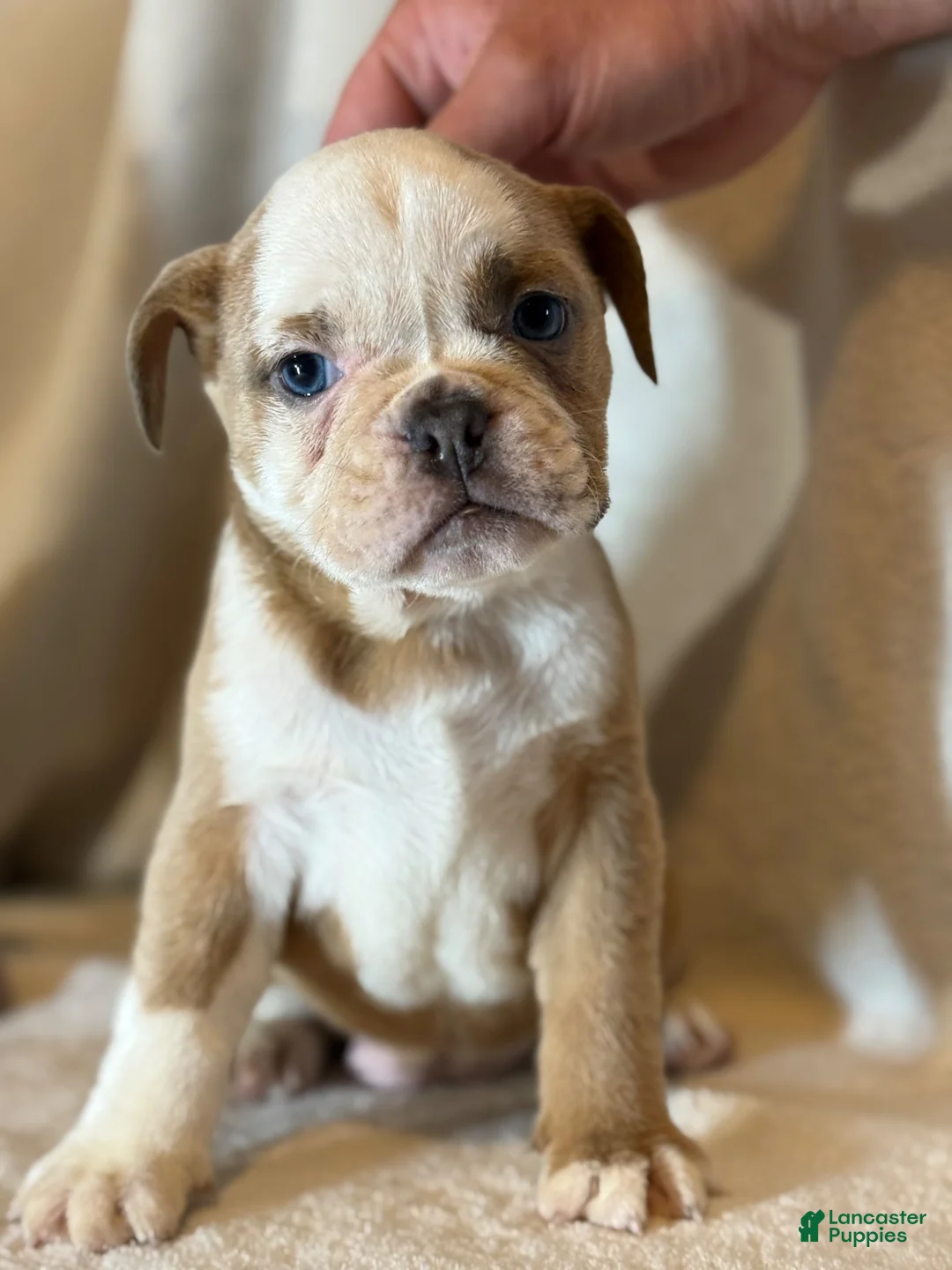 English Bulldog dogs for sale: Spot - Ad 2