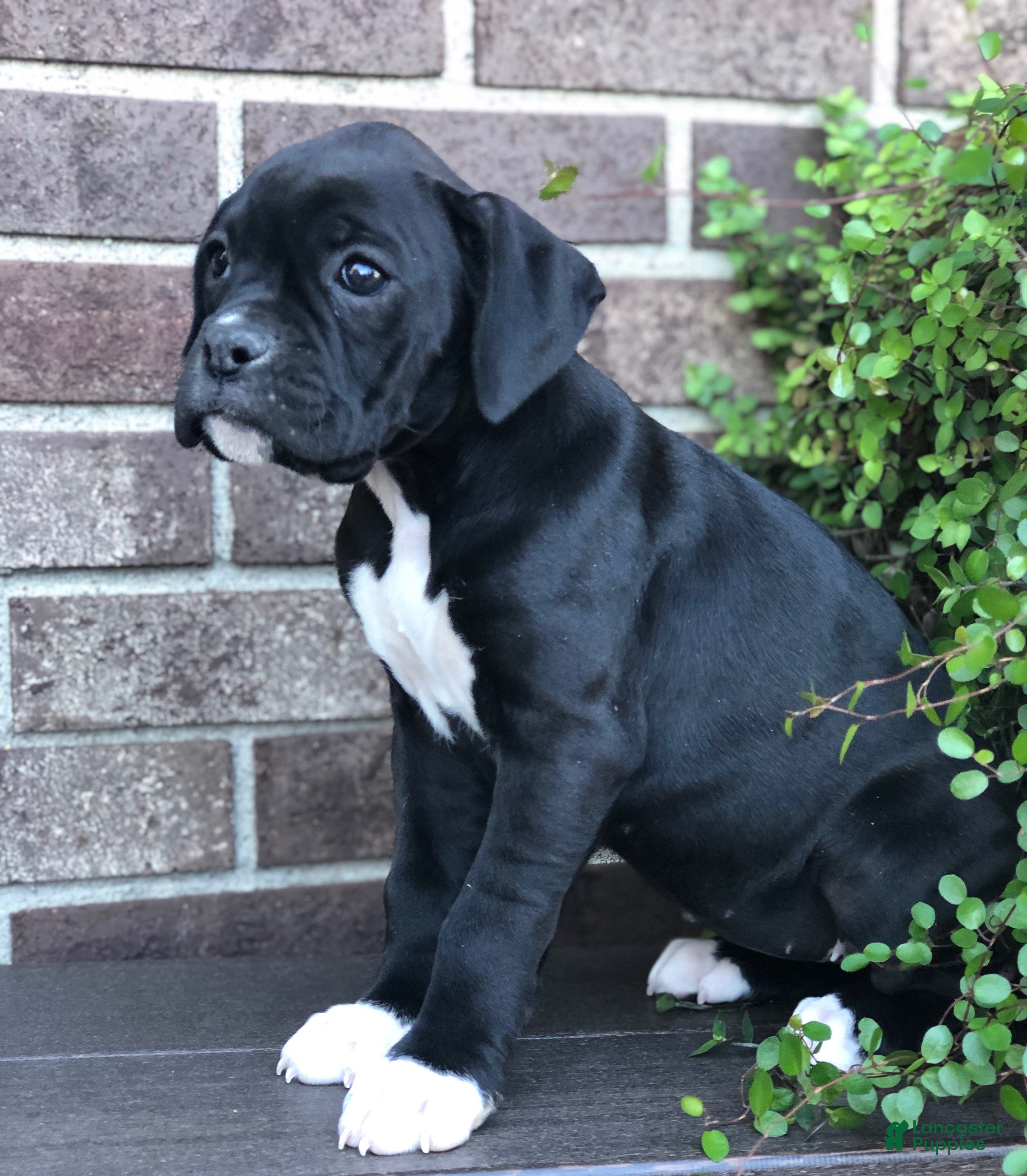 Boxer dogs Allie - Ad 1