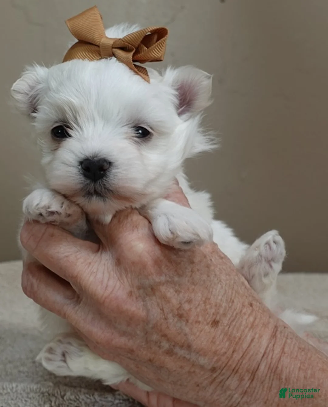 Maltipoo dogs for sale: Dex 1 lb 5 ozs - Ad 13
