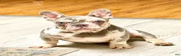 French Bulldog dogs for sale: Mellow - Ad 3