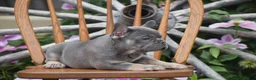 French Bulldog dogs for sale: Zelda - Ad 3