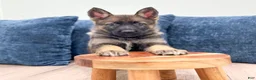German Shepherd dogs for sale: Jewell - Ad 2
