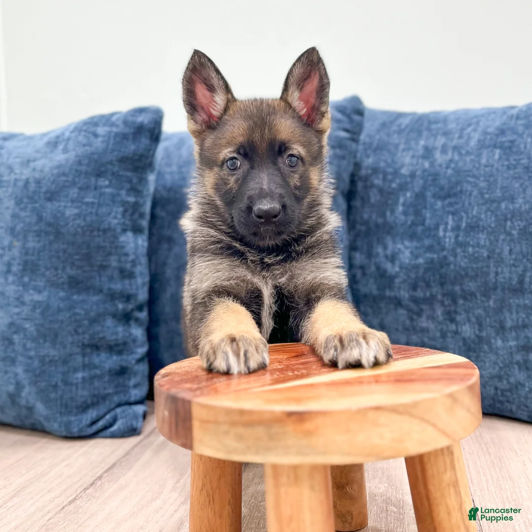 German Shepherd dogs for sale: Jewell - Ad 2