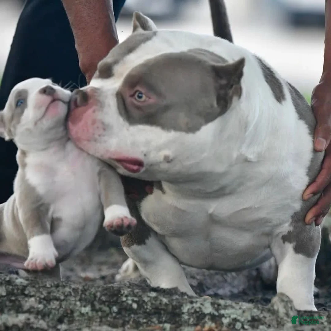 Gallery Image {{count}}