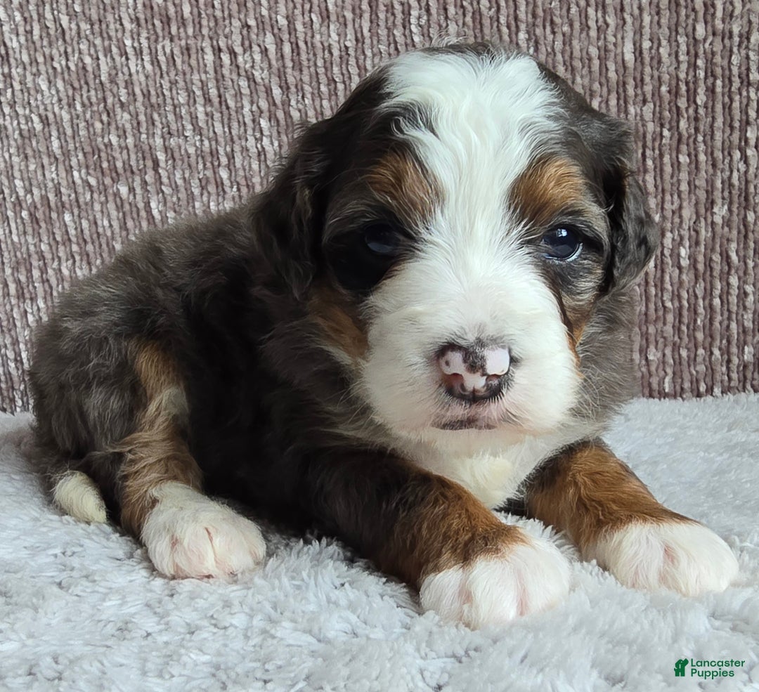 Mini Bernedoodle dogs for sale: Mini Izzy - Ad 5
