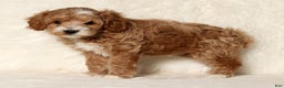 Cockapoo dogs for sale: Nicolas - Ad 4
