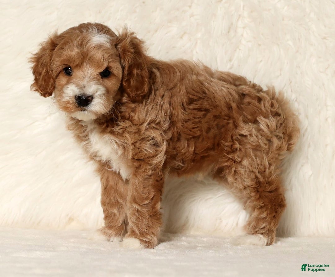 Cockapoo dogs for sale: Nicolas - Ad 4