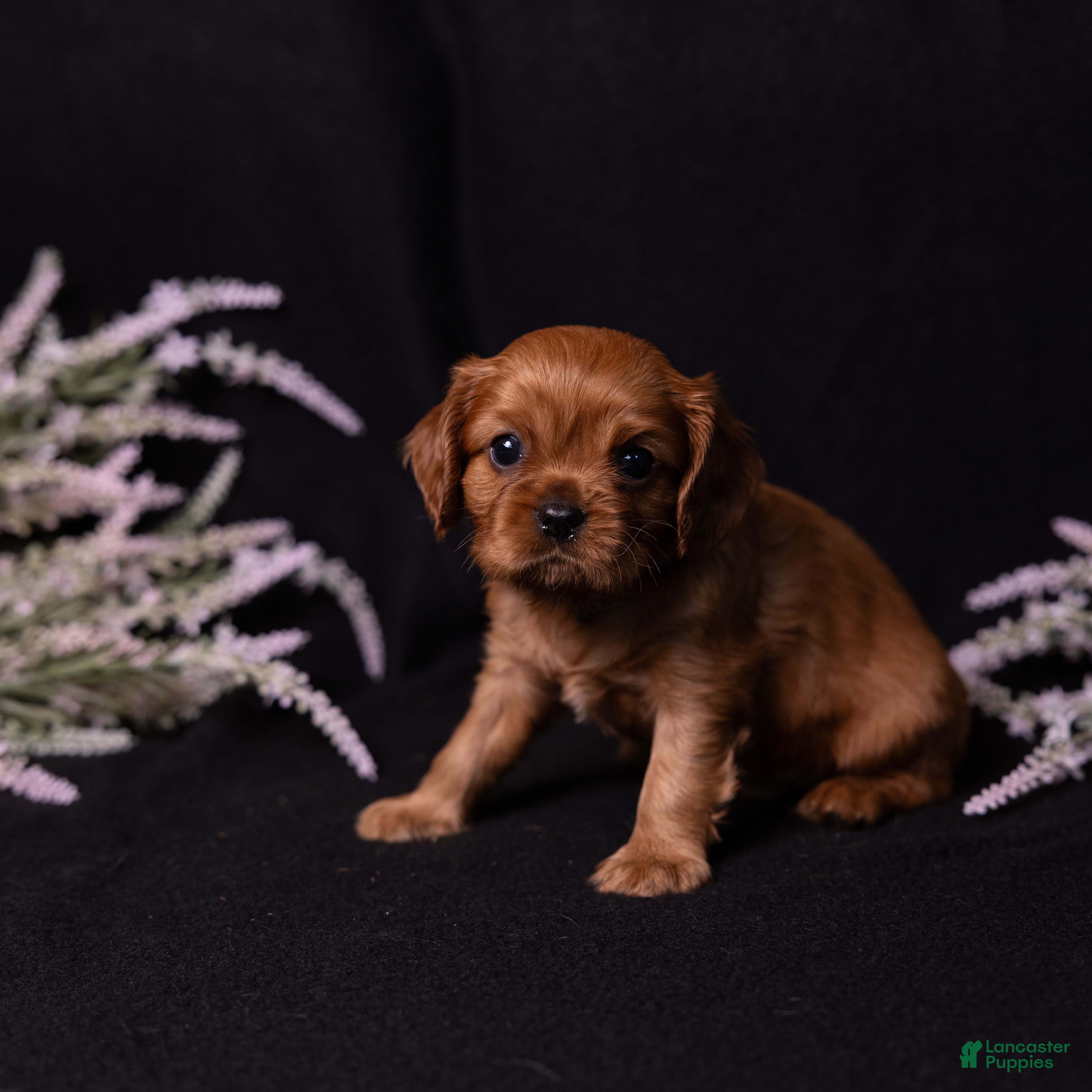 Cavalier King Charles Spaniel dogs Neil - Ad 2