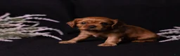 Cavalier King Charles Spaniel dogs for sale: Neil - Ad 13