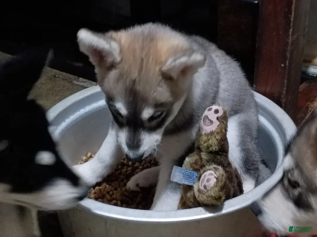 Siberian Husky dogs for sale: Siberian Husky 3 - Ad 2