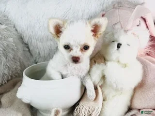 Chihuahua dogs - Ad 4