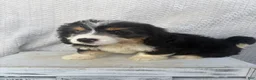 Mini Bernedoodle dogs for sale: Skye - Ad 1